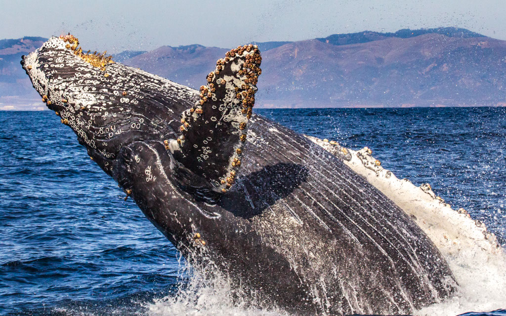Humpback breaching with the Central Coast hills behind