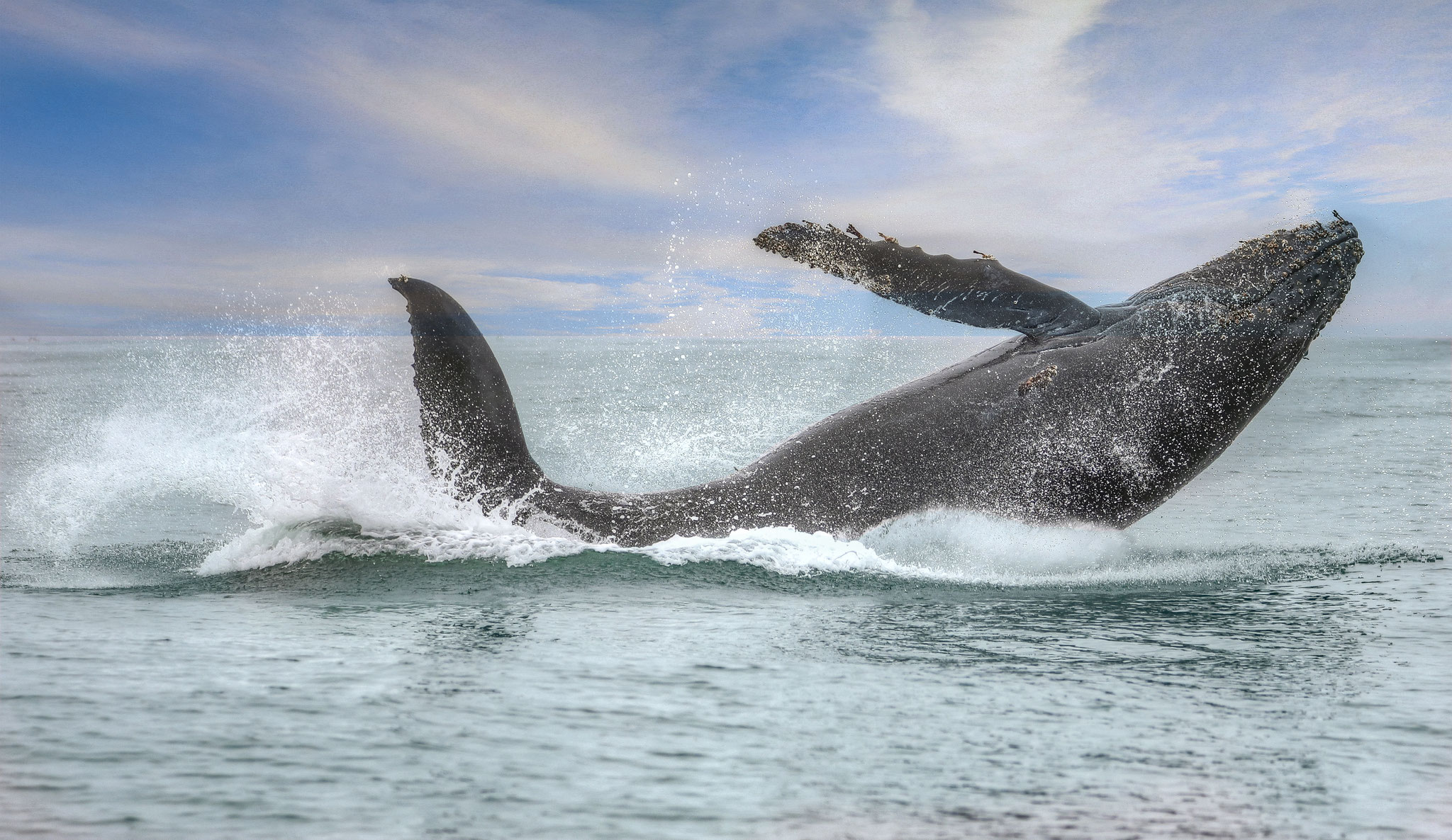 A humpback whale breaching off the Central Coast