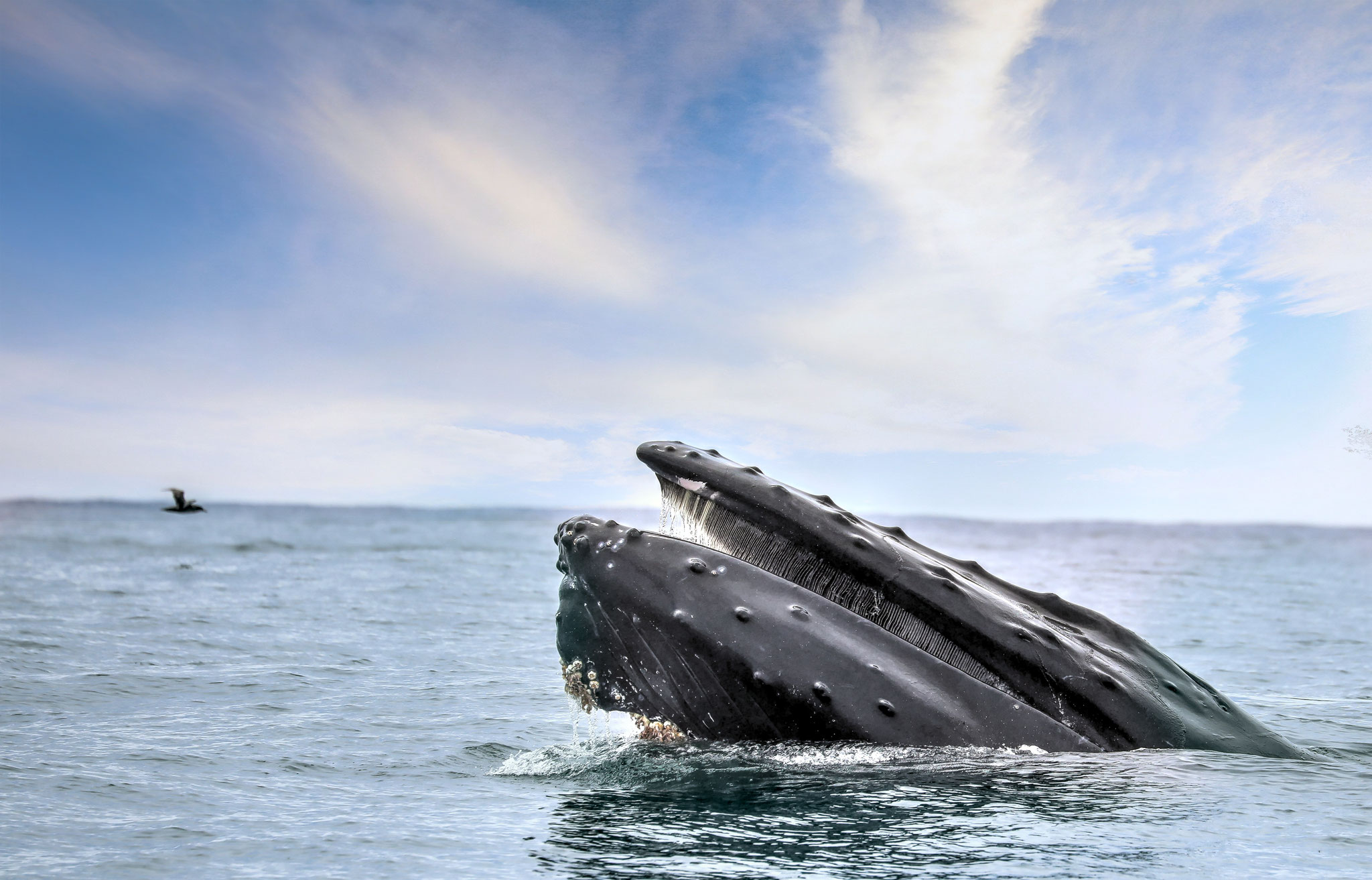 Two humpback whales lunge feeding at the surface